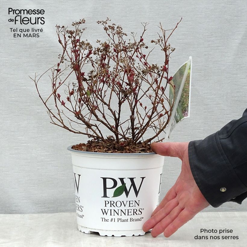 Spiraea japonica Double Play Artist 2L/3L pot sample as delivered in spring