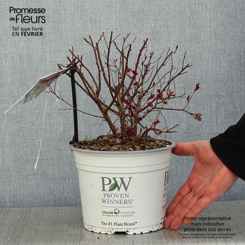 Spiraea japonica Double Play Red 2L/3L pot sample as delivered in winter