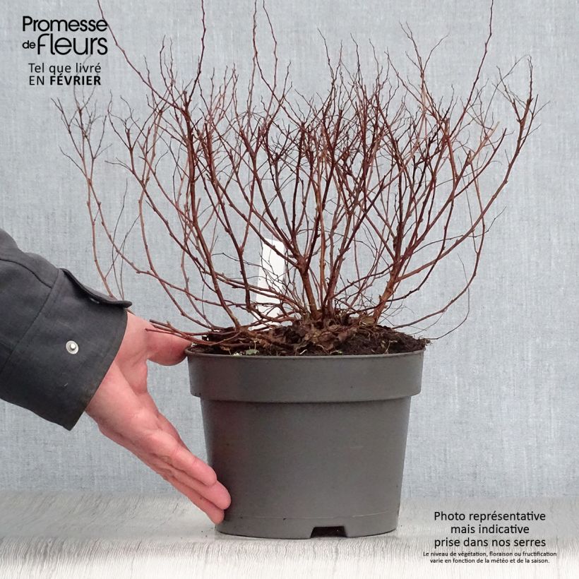 Spiraea japonica Firelight 3L/4L pot sample as delivered in winter