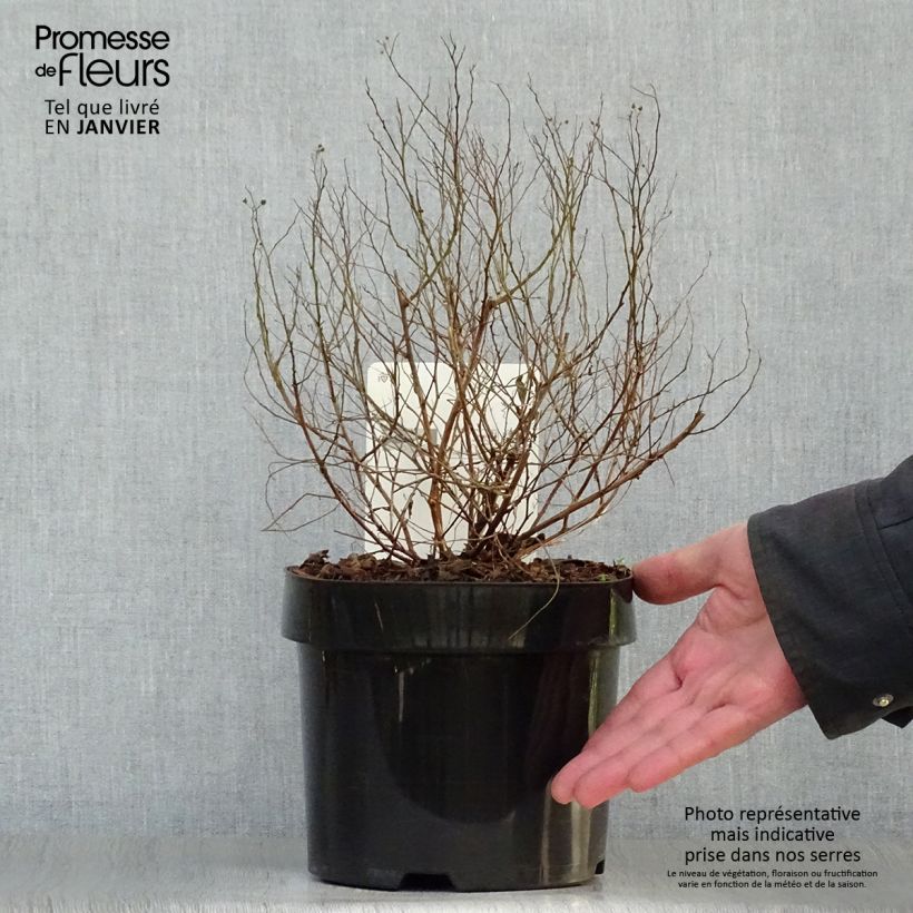 Spiraea japonica Golden Princess 2L/3L pot sample as delivered in winter