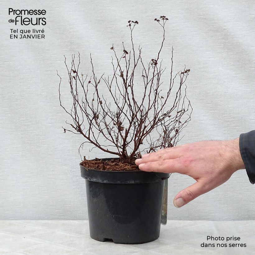 Spiraea japonica Goldflame 2L/3L pot sample as delivered in winter