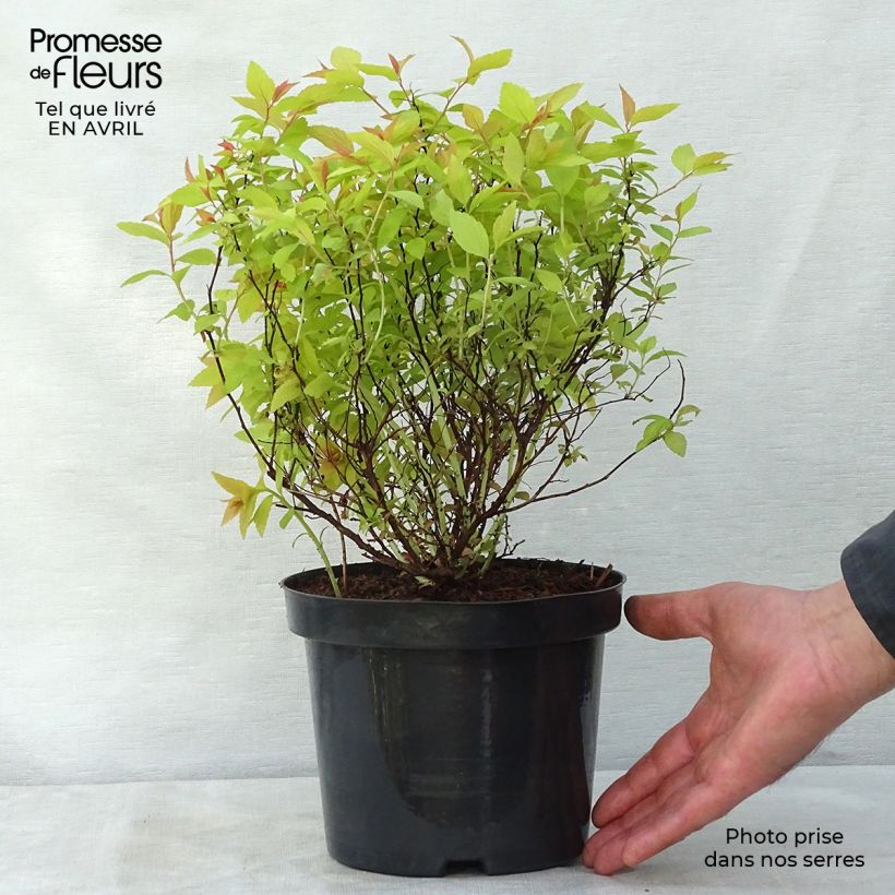 Spiraea japonica Goldflame 2L/3L pot sample as delivered in spring