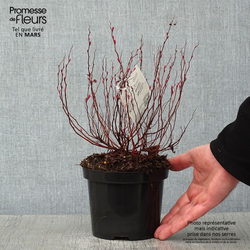 Spiraea japonica Goldflame 1L/1.5L pot sample as delivered in winter