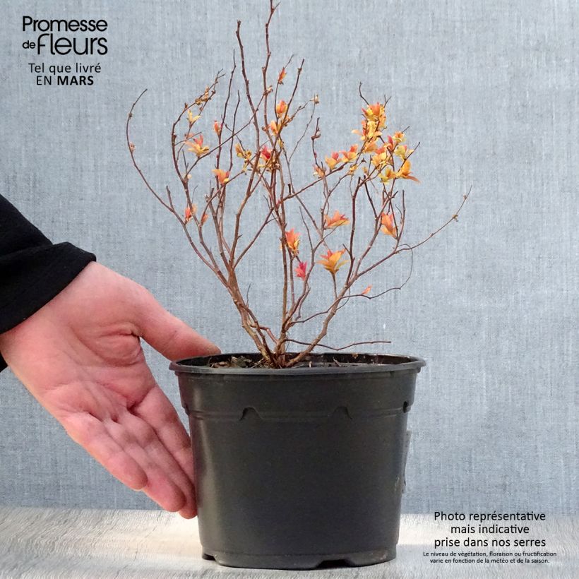 Spiraea japonica Goldflame 1L/1.5L pot sample as delivered in spring