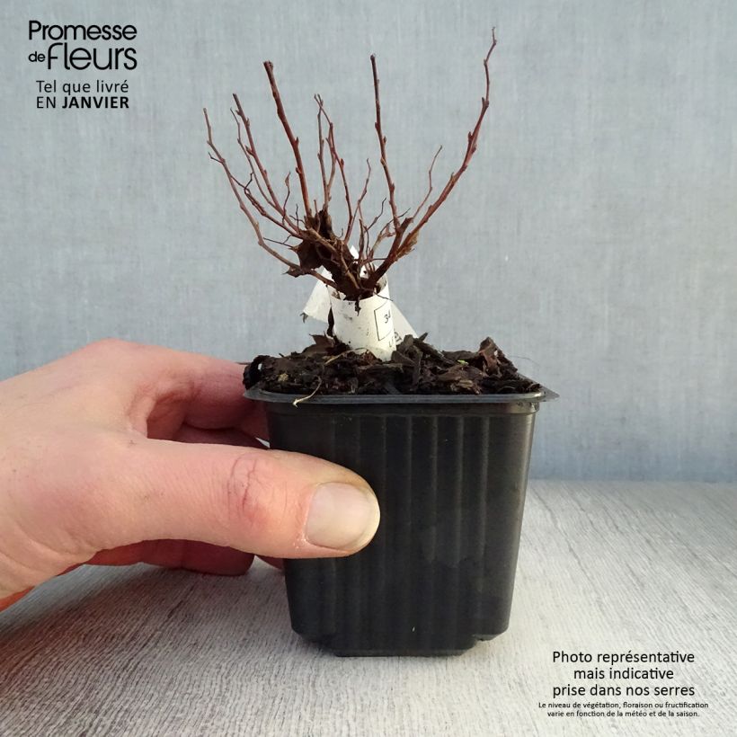 Spiraea japonica Goldflame 8/9 cm pot sample as delivered in winter