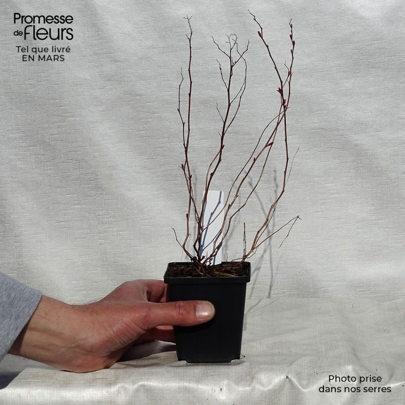 Spiraea japonica Goldflame 8/9 cm pot sample as delivered in spring