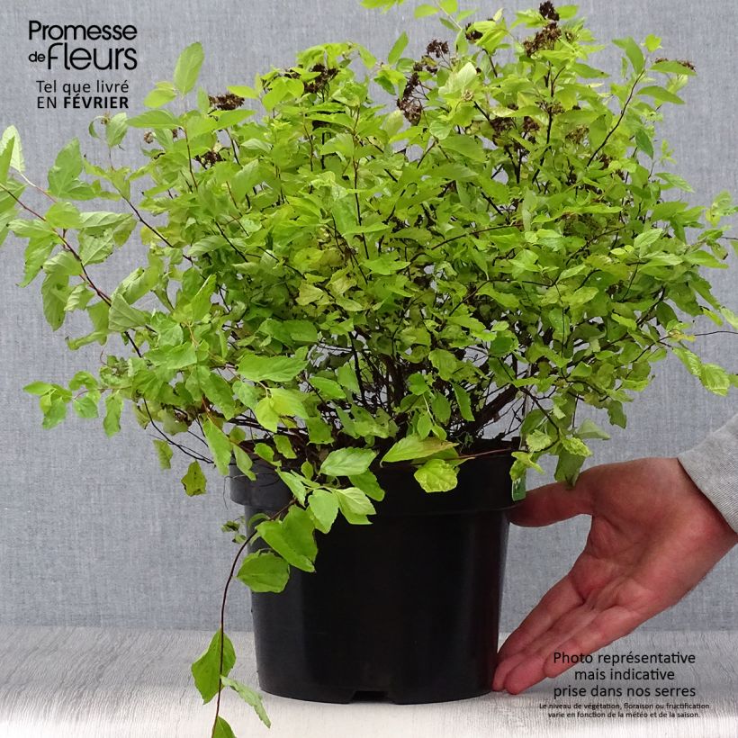 Spiraea japonica Goldmound 2L/3L pot sample as delivered in autumn