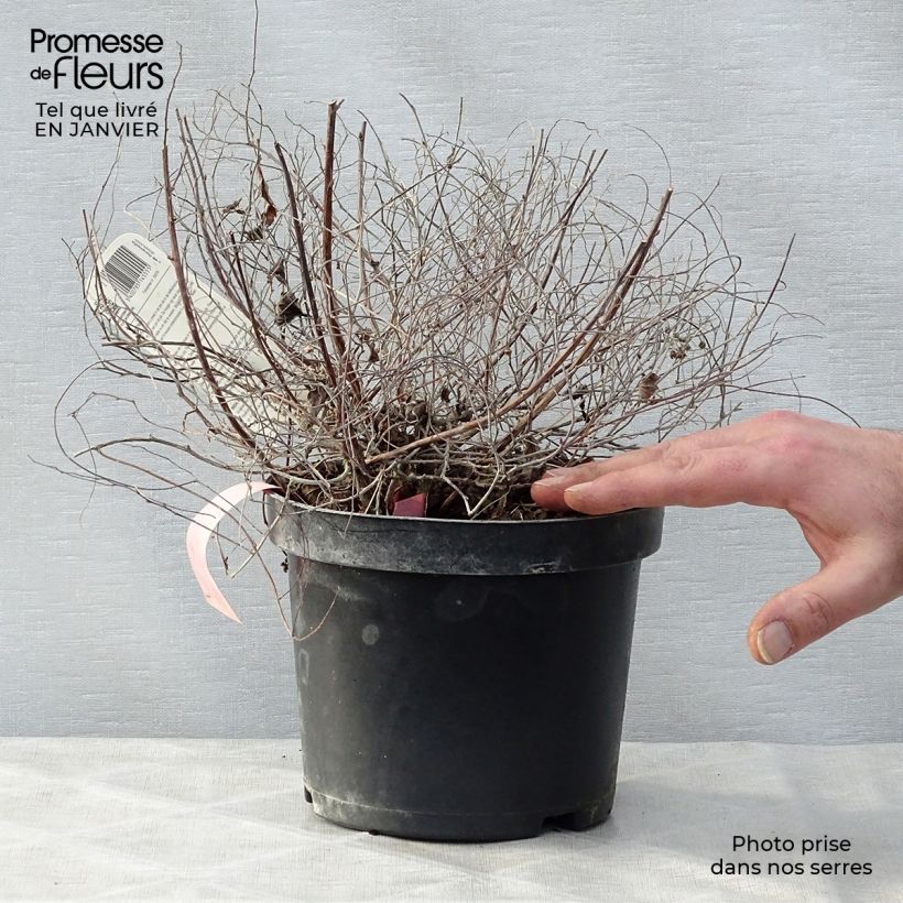 Spiraea japonica Goldmound 2L/3L pot sample as delivered in winter