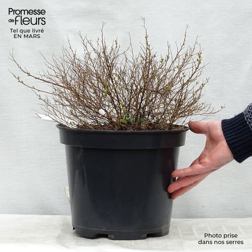 Spiraea japonica Little Princess 4L/5L pot sample as delivered in winter