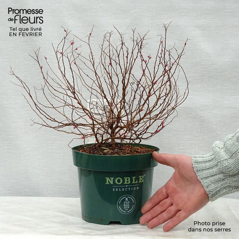 Spiraea japonica Magic Carpet 2L/3L pot sample as delivered in winter
