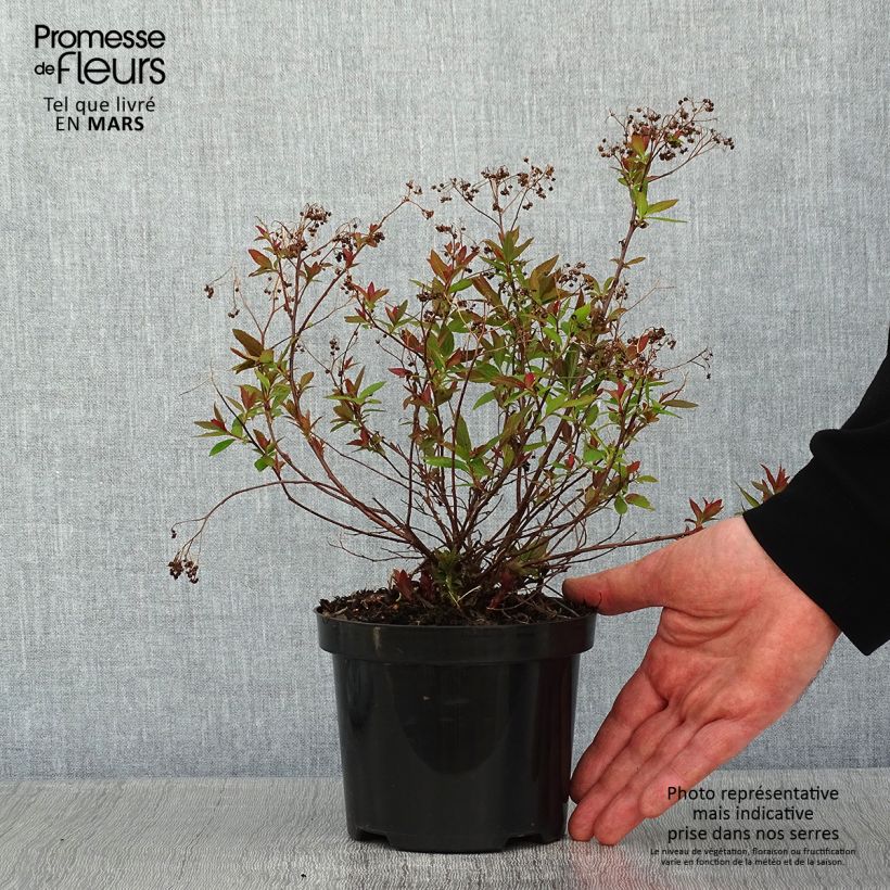Spiraea japonica Shirobana or Genpei 1L/1.5L pot sample as delivered in winter