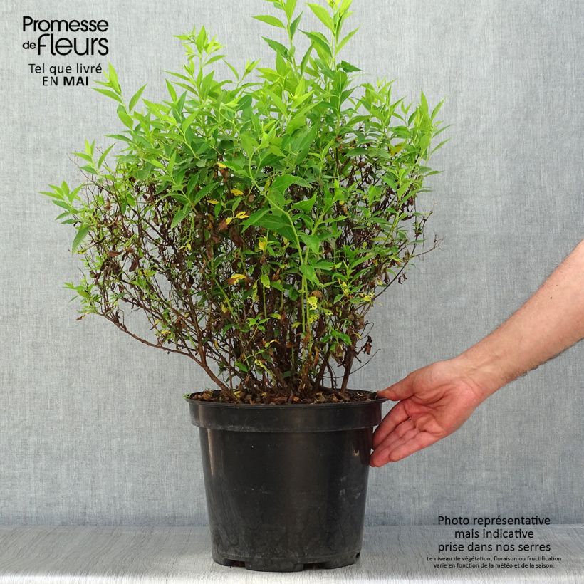 Spiraea japonica Shirobana or Genpei 7.5L/10L pot sample as delivered in spring