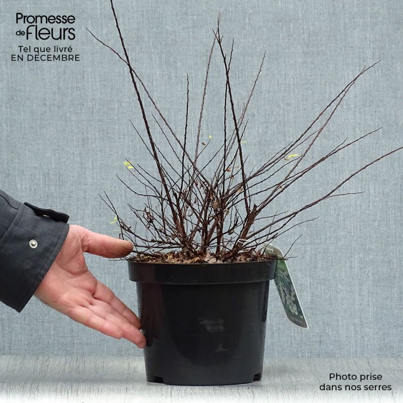 Spiraea nipponica Snowmound 3L/4L pot sample as delivered in winter