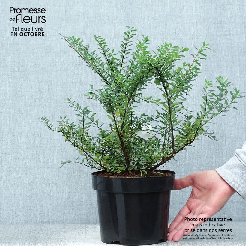 Spiraea nipponica Snowmound 3L/4L pot sample as delivered in autumn