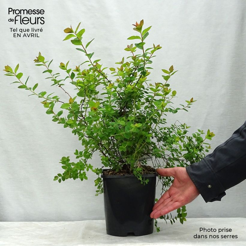 Spiraea japonica Sparkling Champagne 3L/4L pot sample as delivered in spring