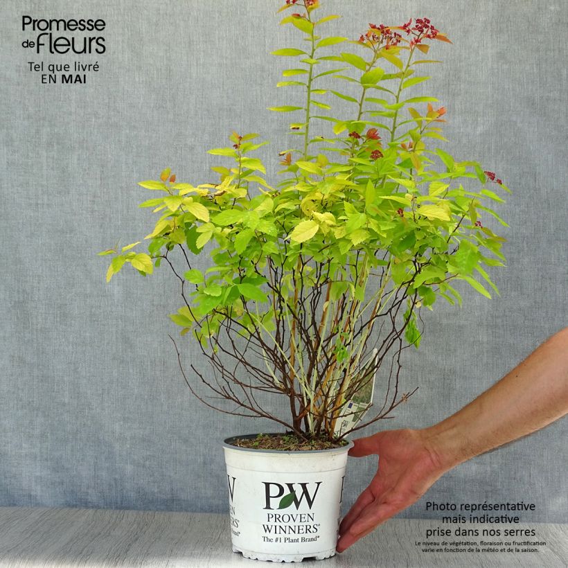 Spiraea japonica Double Play Big Bang Tracy 2L/3L pot sample as delivered in spring