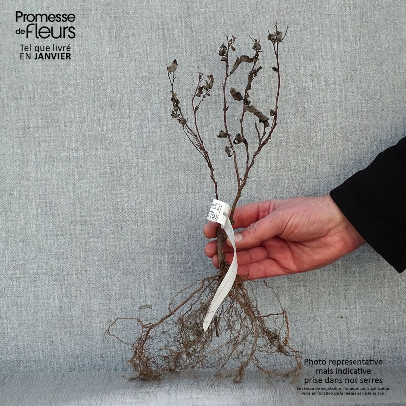 Spiraea japonica Froebelii Bare root sample as delivered in winter