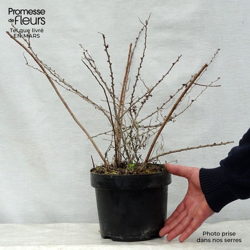 Spiraea nipponica White Carpet 3L/4L pot sample as delivered in spring