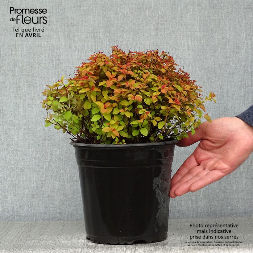 Spiraea japonica ZenSpirit Caramel 3L/4L pot sample as delivered in spring