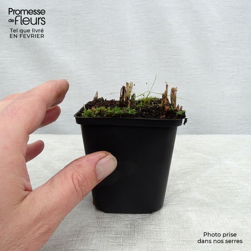 Spodiopogon sibiricus 8/9 cm pot sample as delivered in winter