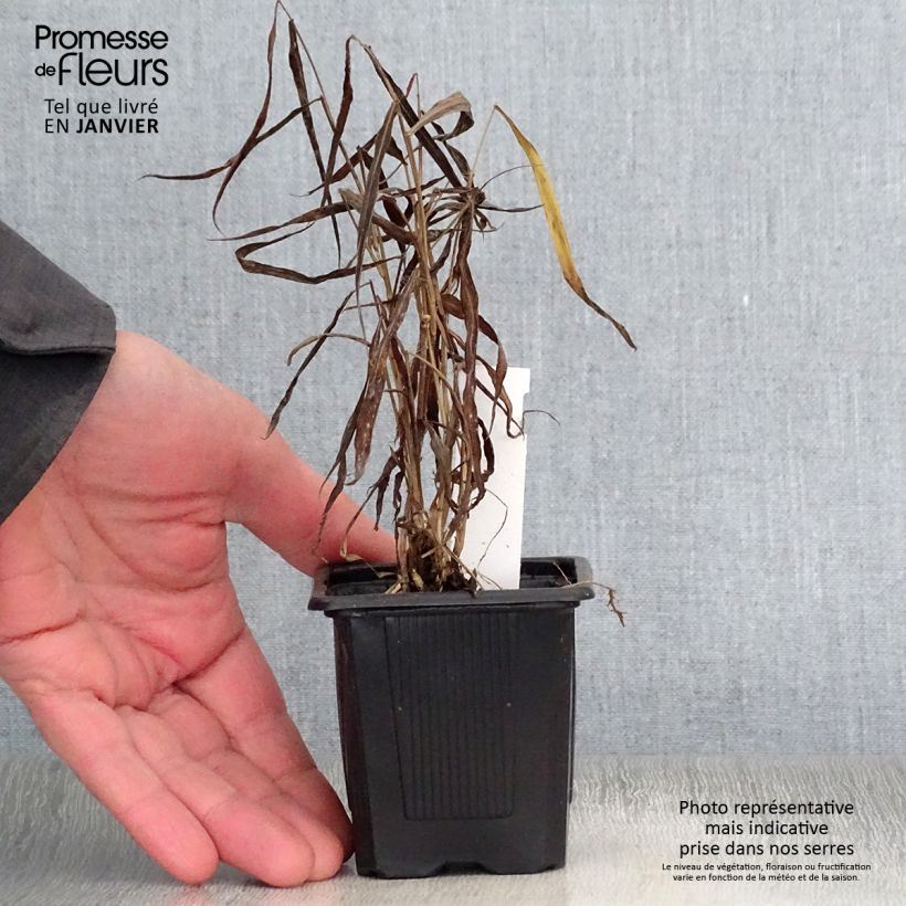 Spodiopogon sibiricus West Lake 8/9 cm pot sample as delivered in winter