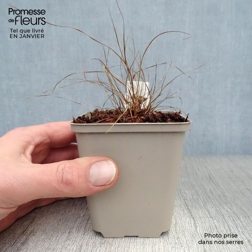 Sporobolus heterolepis  8/9 cm pot sample as delivered in winter