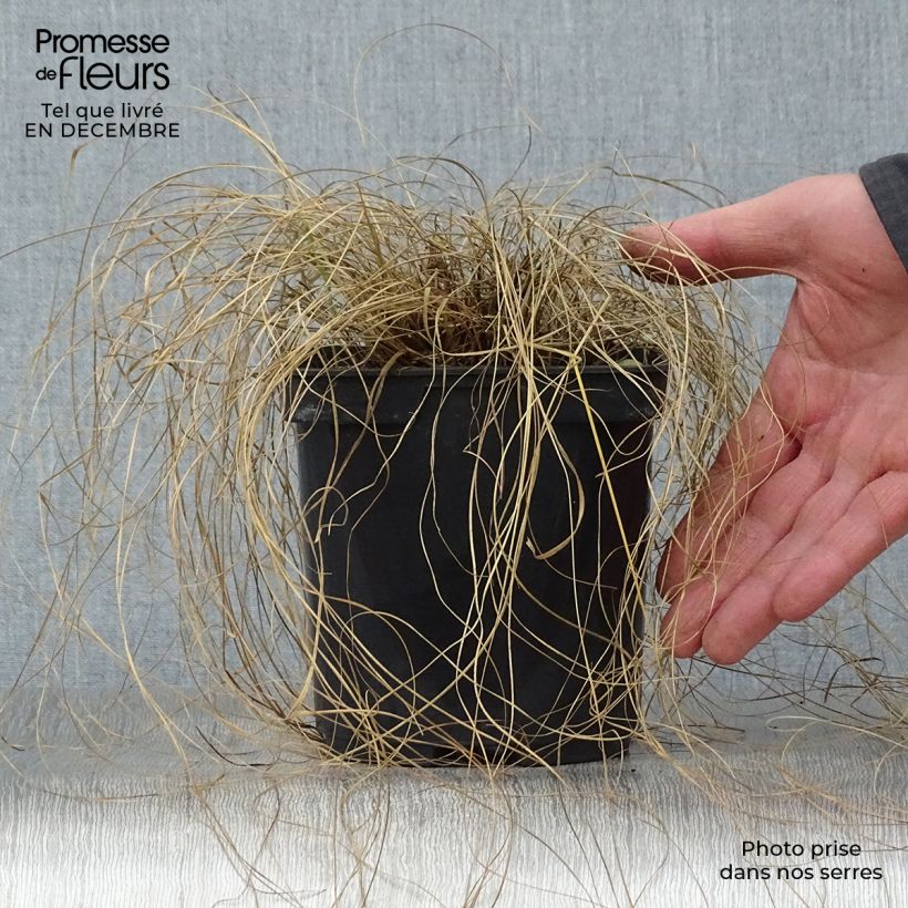 Sporobolus heterolepis  2L/3L pot sample as delivered in winter