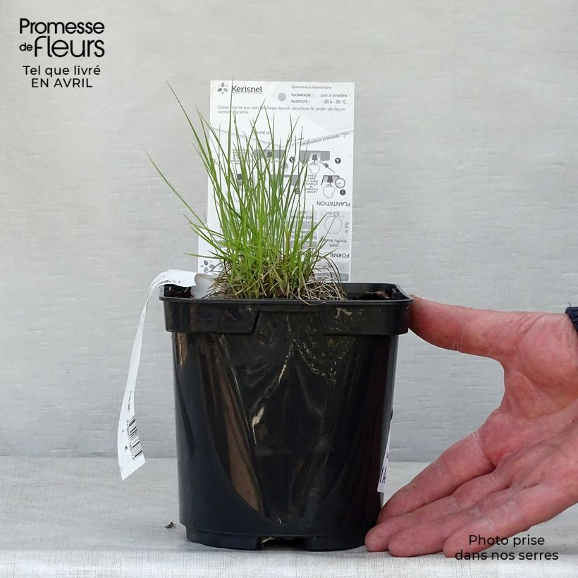 Sporobolus heterolepis  2L/3L pot sample as delivered in spring