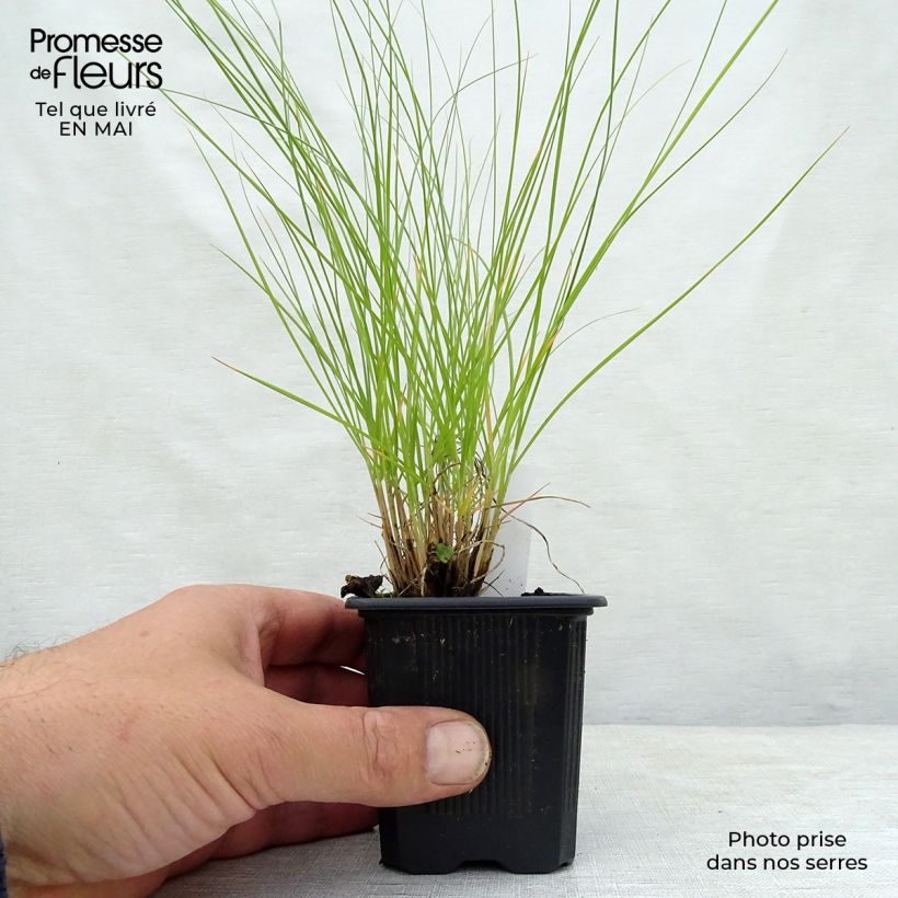 Sporobolus heterolepis  8/9 cm pot sample as delivered in spring