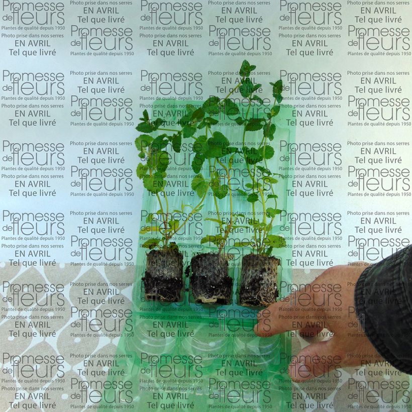 Example of Stachys Lilac Falls Plug plant 3/4cm specimen as delivered