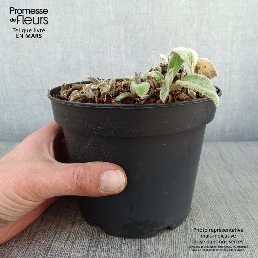 Stachys byzantina Big Ears 1.5L/2L pot sample as delivered in winter