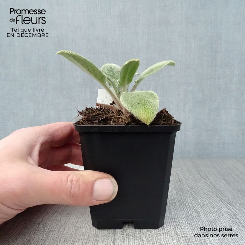 Stachys byzantina Big Ears 8/9 cm pot sample as delivered in winter