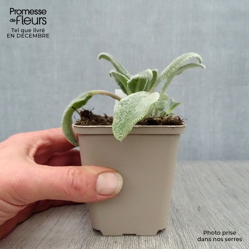 Stachys byzantina 8/9 cm pot sample as delivered in winter