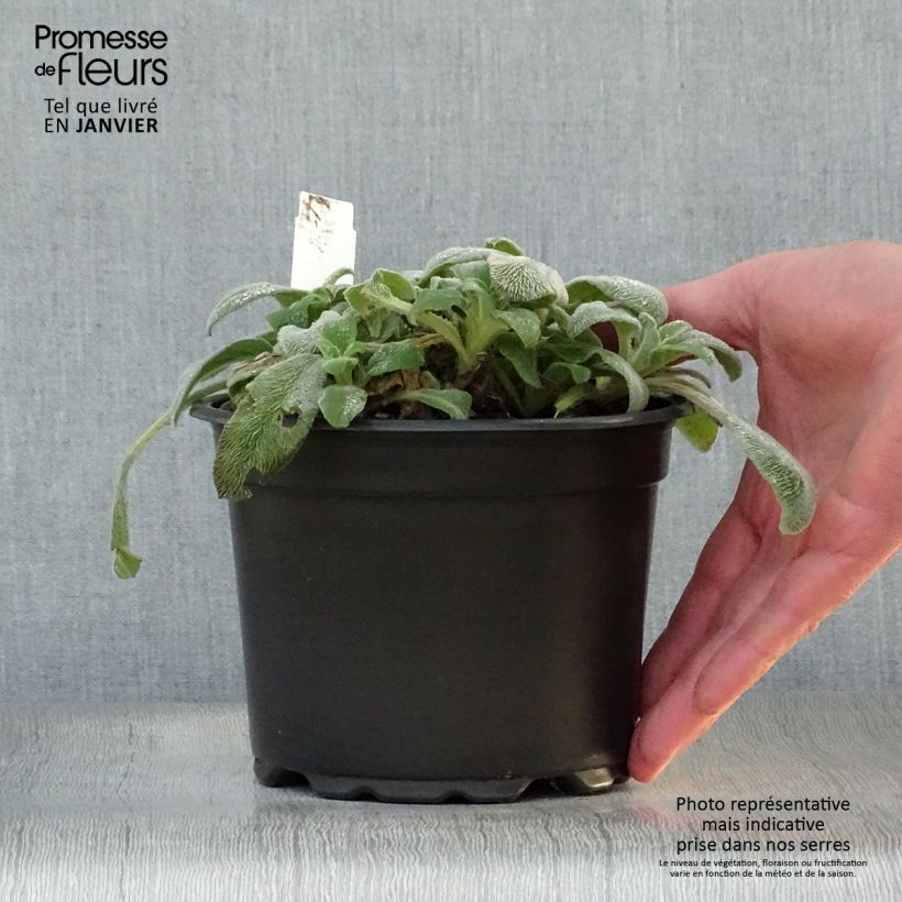 Stachys byzantina 2L/3L pot sample as delivered in winter