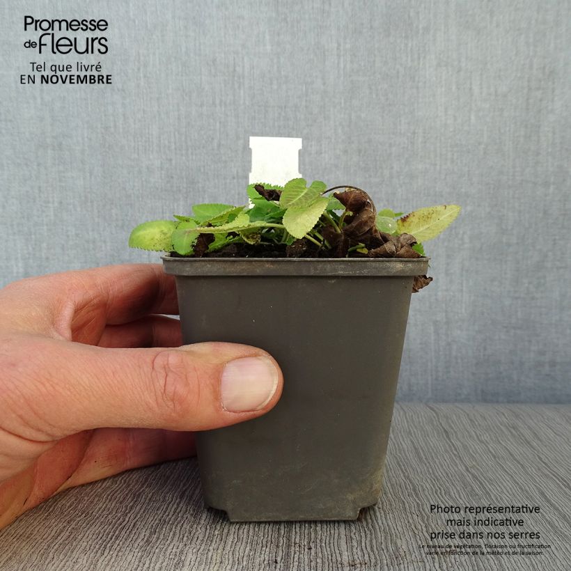 Stachys monieri Hummelo 8/9 cm pot sample as delivered in autumn
