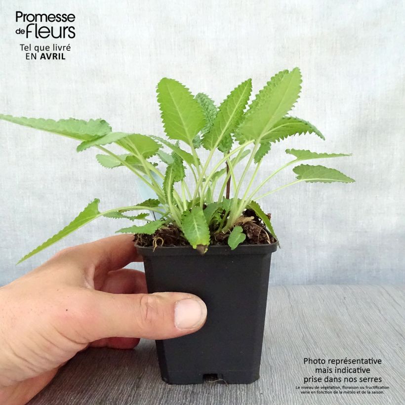 Stachys monieri Hummelo 8/9 cm pot sample as delivered in spring