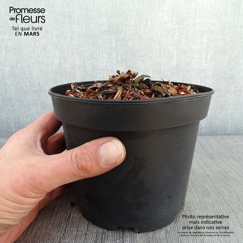 Stachys monieri Hummelo 2L/3L pot sample as delivered in winter