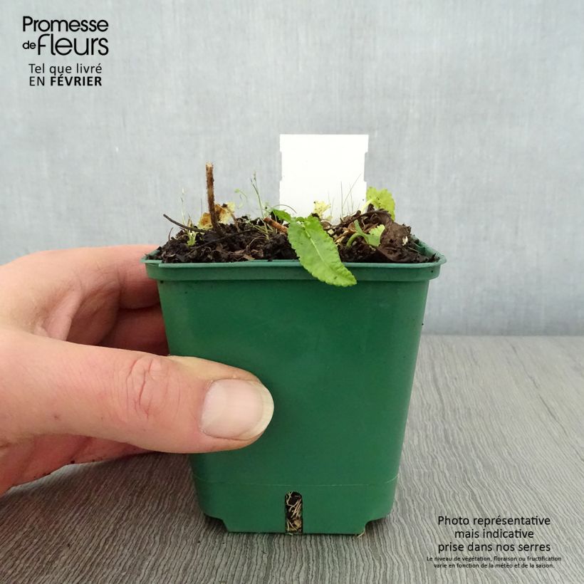 Stachys officinalis Alba 8/9 cm pot sample as delivered in winter