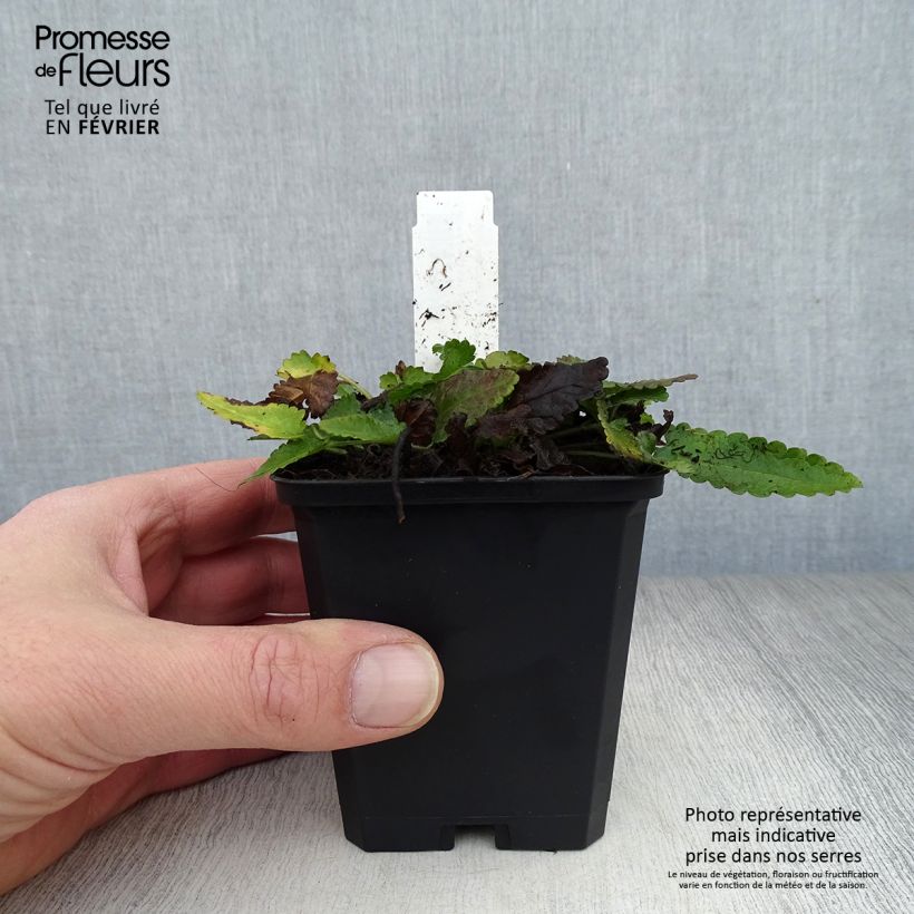 Stachys officinalis 8/9 cm pot sample as delivered in winter