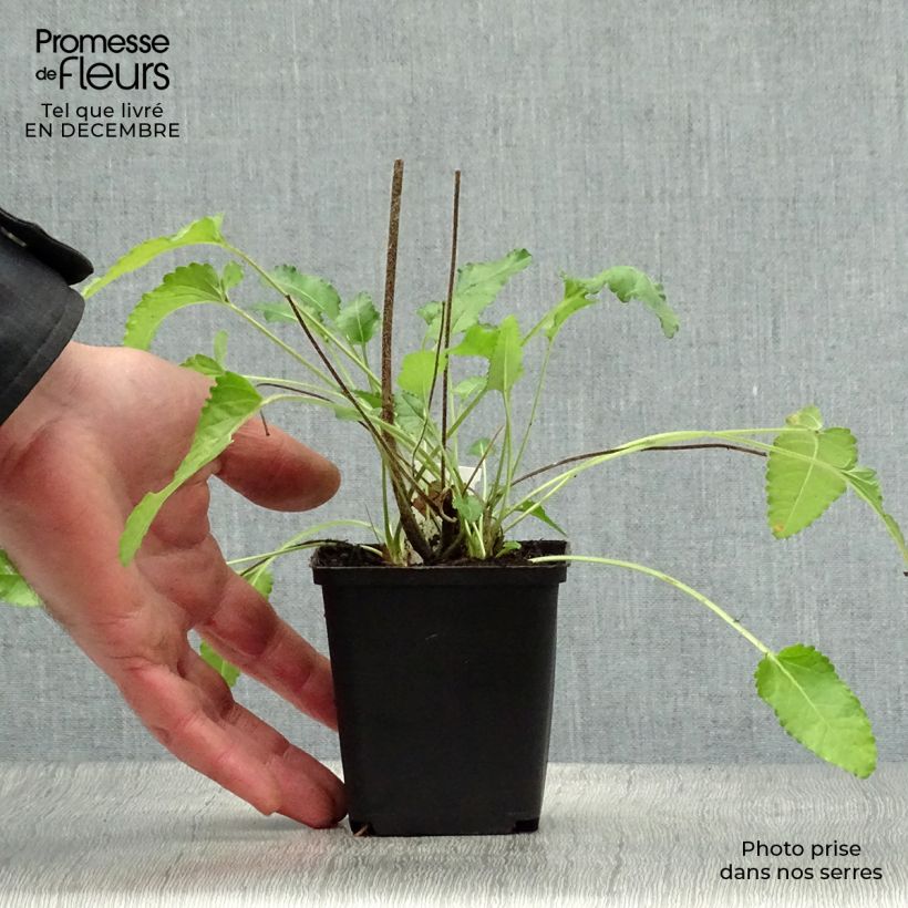 Stachys officinalis Pink Cotton Candy 8/9 cm pot sample as delivered in winter