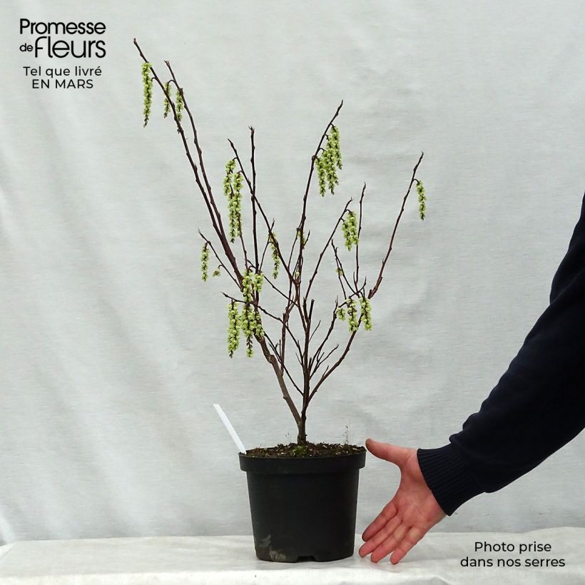 Stachyurus chinensis Celina 3L/4L pot sample as delivered in spring
