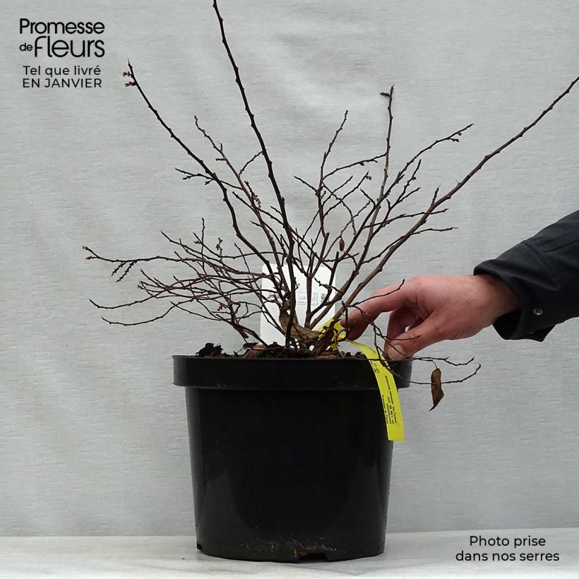 Stachyurus chinensis Joy Forever 7.5L/10L pot sample as delivered in winter