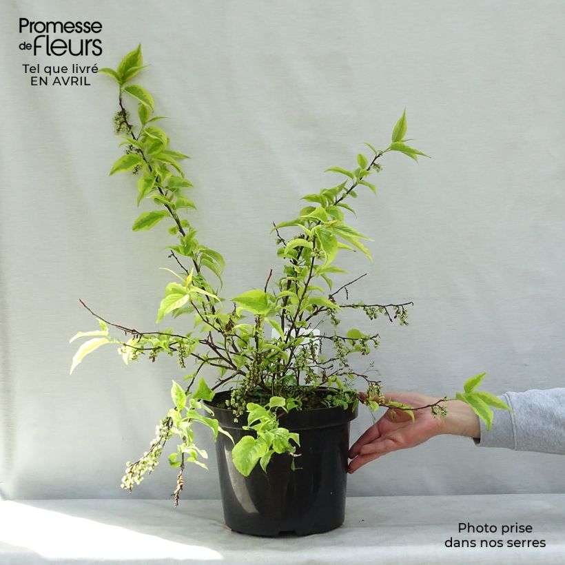 Stachyurus chinensis Joy Forever 7.5L/10L pot sample as delivered in spring