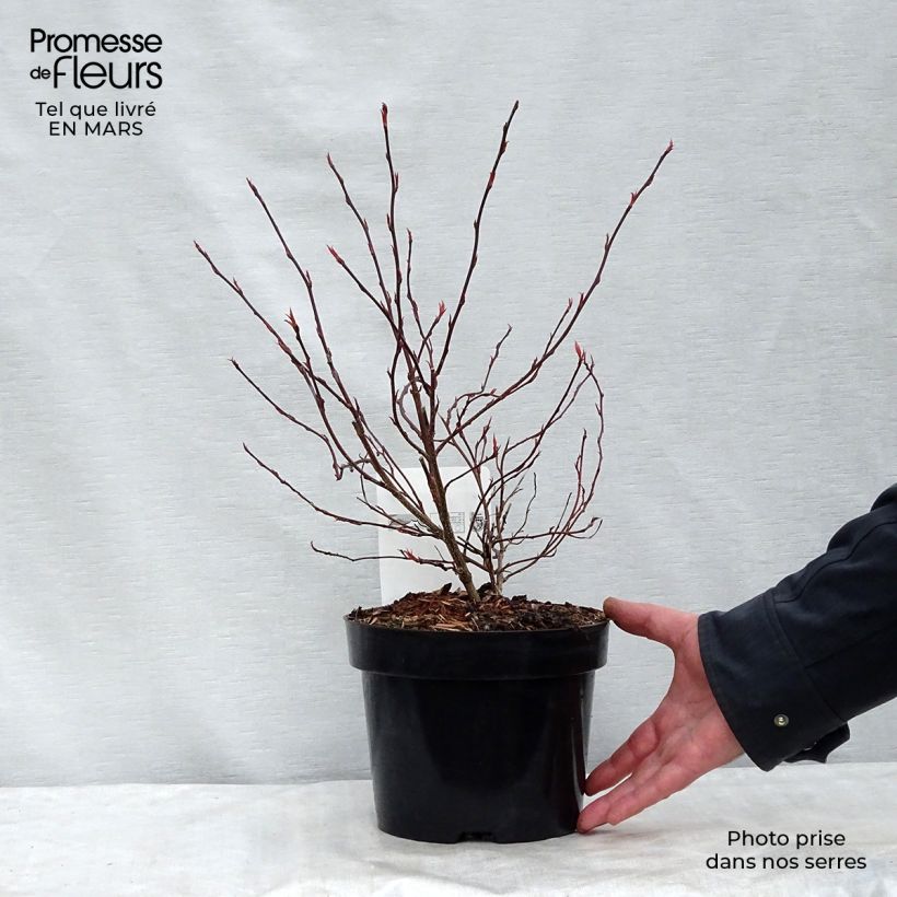 Stachyurus chinensis Joy Forever 2L/3L pot sample as delivered in winter
