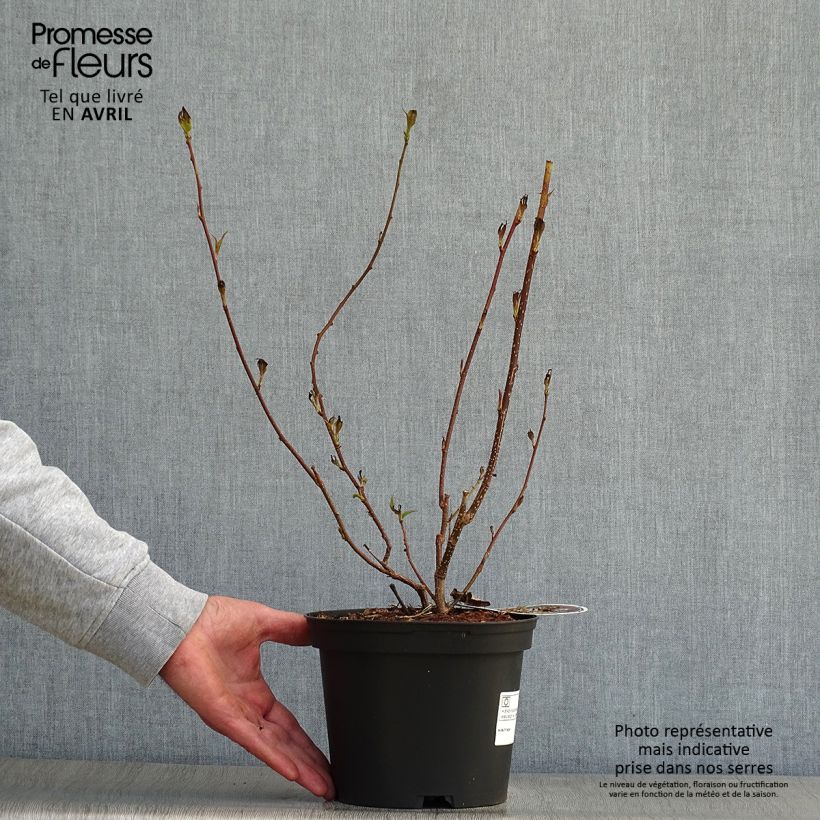 Stachyurus praecox 2L/3L pot sample as delivered in spring