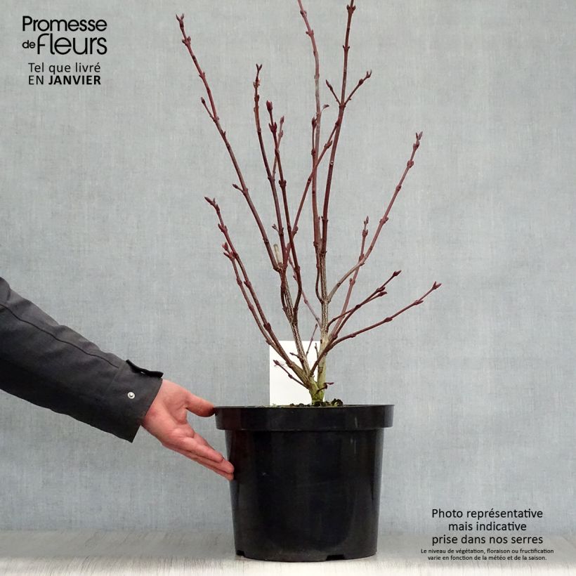 Staphylea colchica 7.5L/10L pot sample as delivered in winter