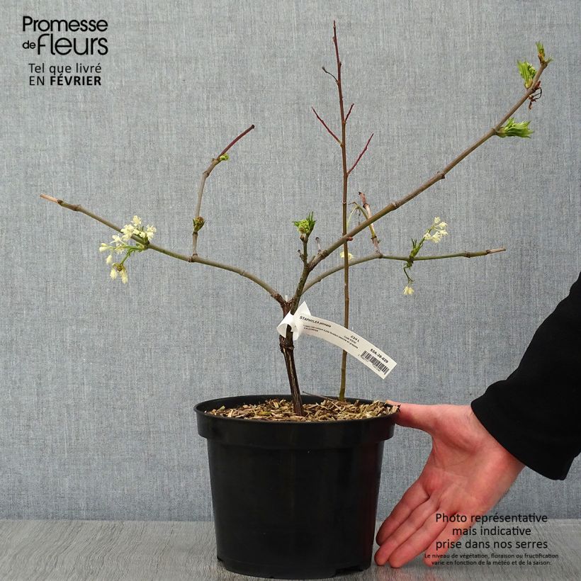 Staphylea pinnata 3L/4L pot sample as delivered in winter