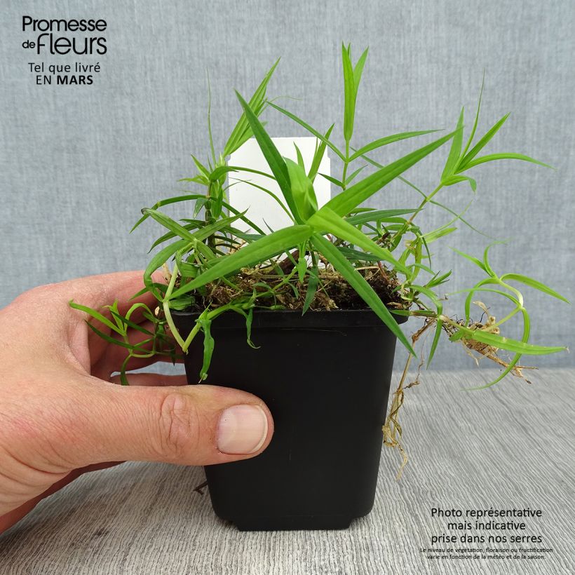 Stellaria holostea 8/9 cm pot sample as delivered in spring