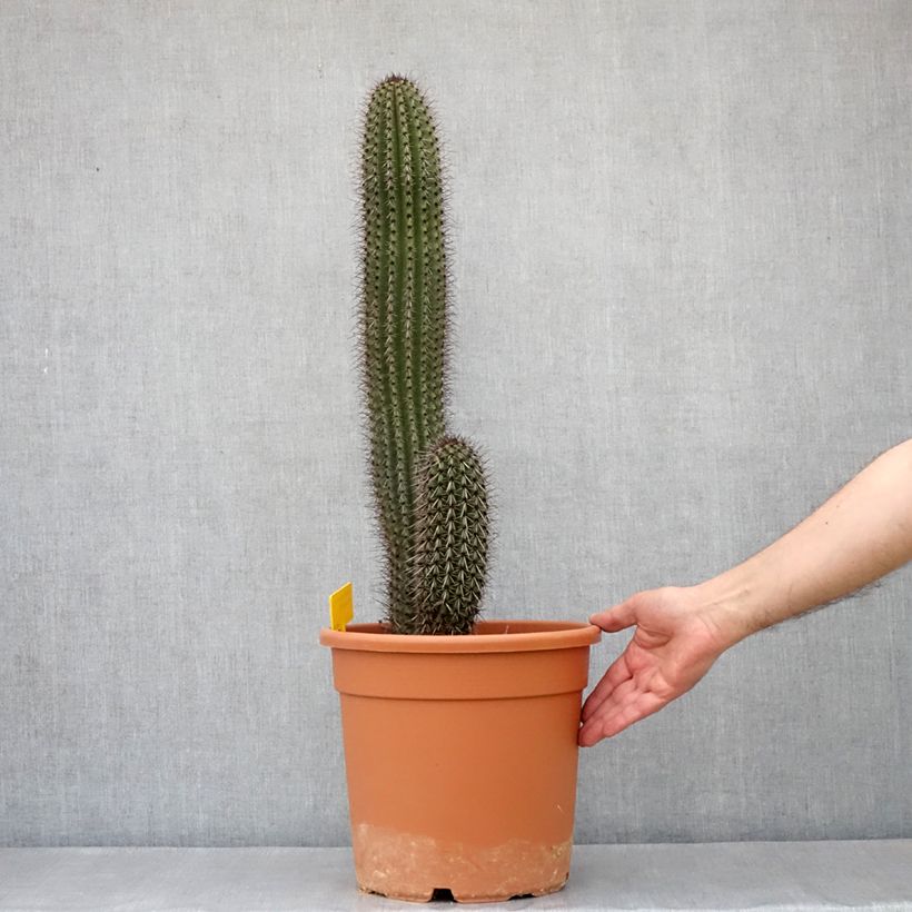 Stenocereus thurberi - Organ pipe cactus 7.5L/10L pot sample as delivered in autumn