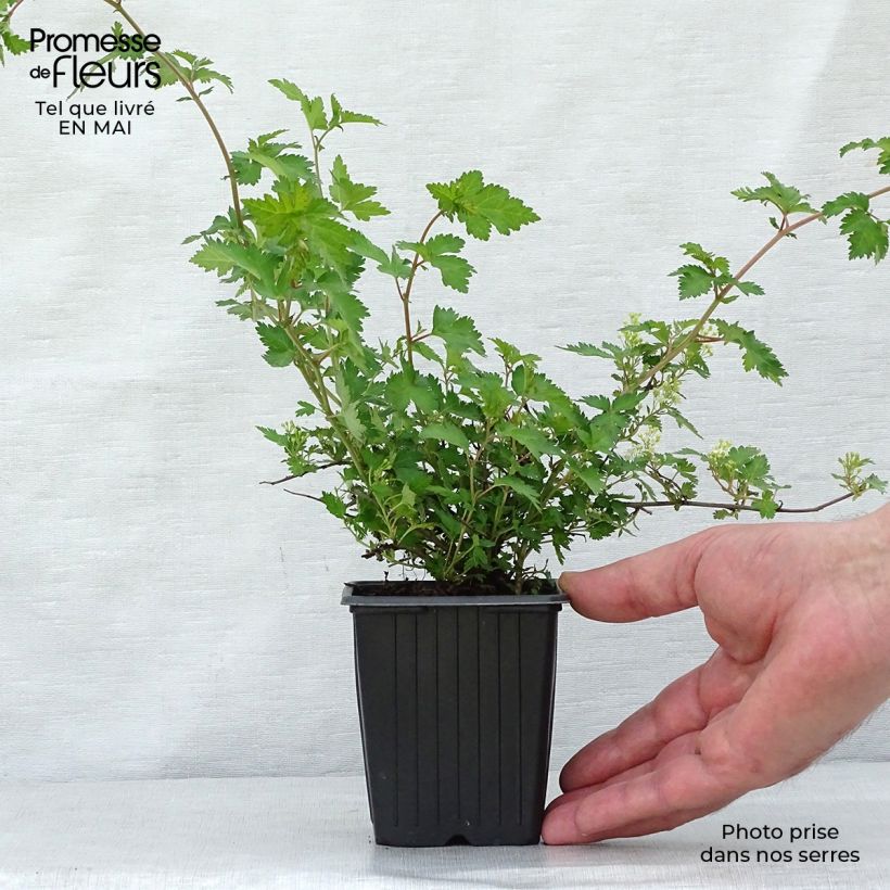 Stephanandra incisa Crispa 8/9 cm pot sample as delivered in spring